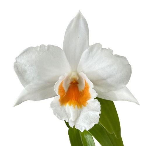 Dendrobium Judith Nakayama