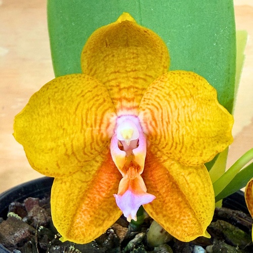 Phalaenopsis Allura 'Mars'