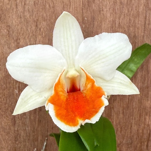 Dendobium Roongkamol Vejvarut 