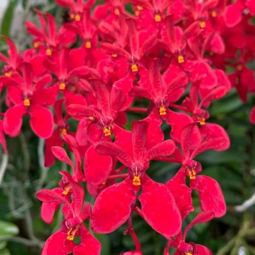 Renanthera Kalsom x Sib