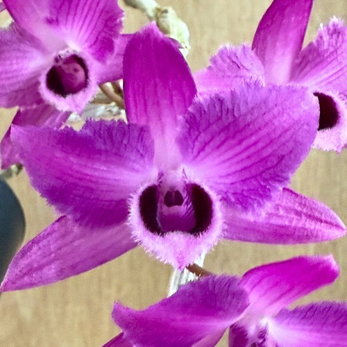 Dendrobium parishii