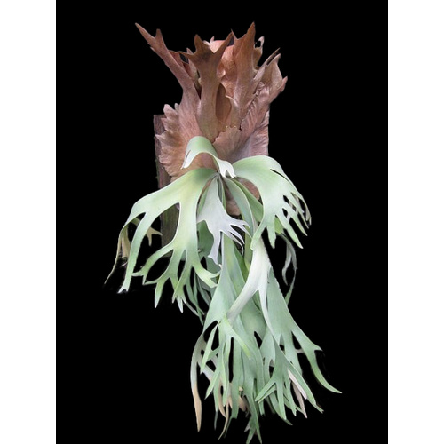 Platycerium willinckii 'Java'