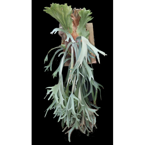 Platycerium willinckii cv Paul