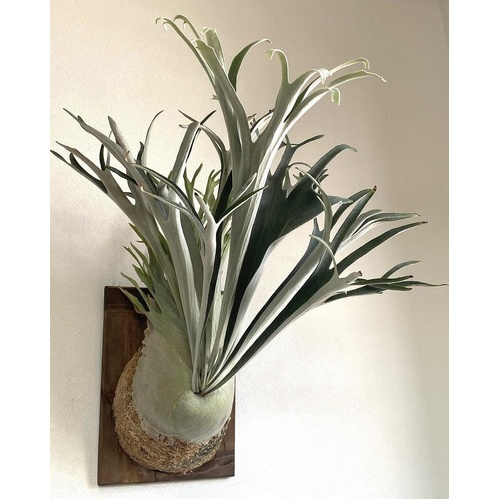 Platycerium veitchii Rockhampton