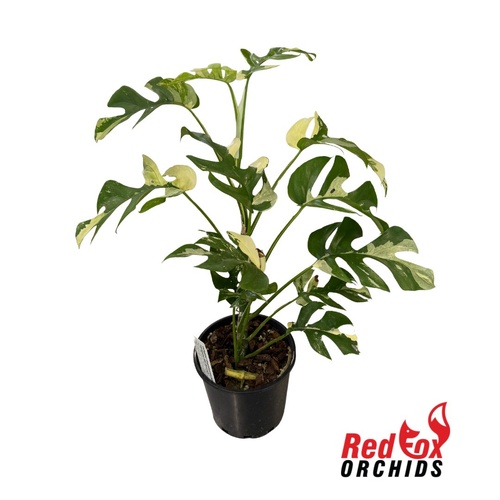 Rhaphidophora tetrasperma Variegated 'Mini Monstera'