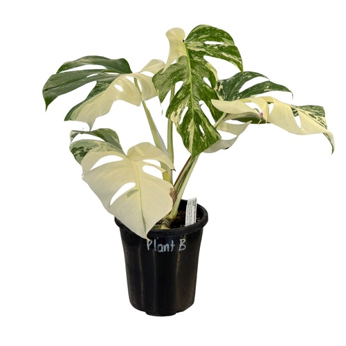 Varigated Monstera deliciosa v. borsigiana 'Albo' Plant B plant