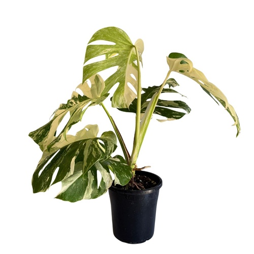 Varigated Monstera deliciosa v. borsigiana 'Albo' Plant A