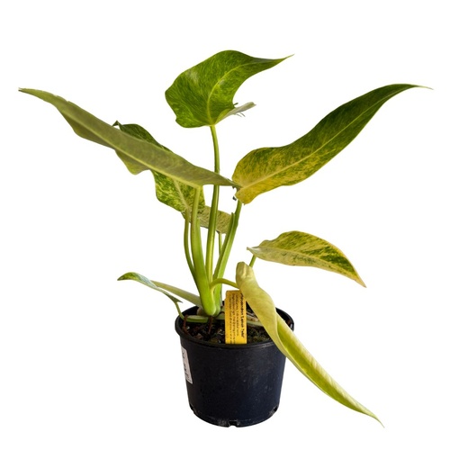 Philodendron 'Lemon Twist'