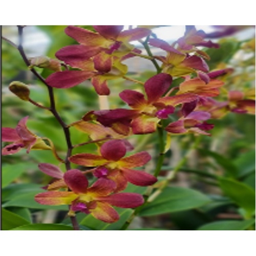 Dendrobium (Thong Deang x Ckaii ) Flask