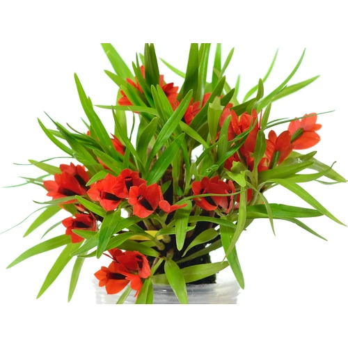 Dendrobium vexillarius 'Red' Flask