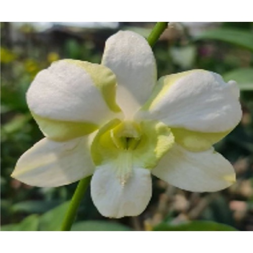 Dendrobium Erawan Green Flask