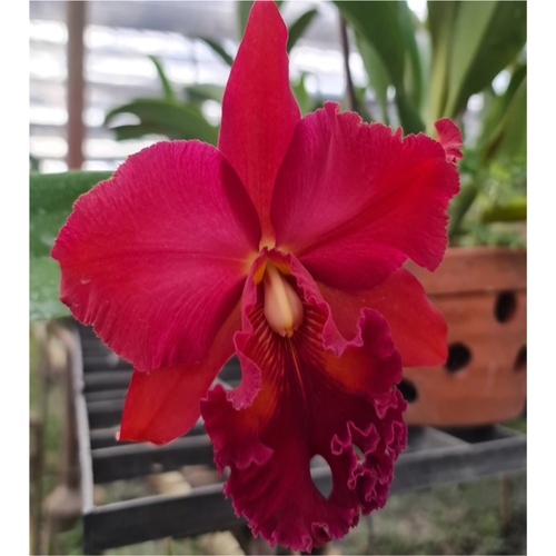 Rhyncholaeliocattleya Nakornchaisri Red Flask