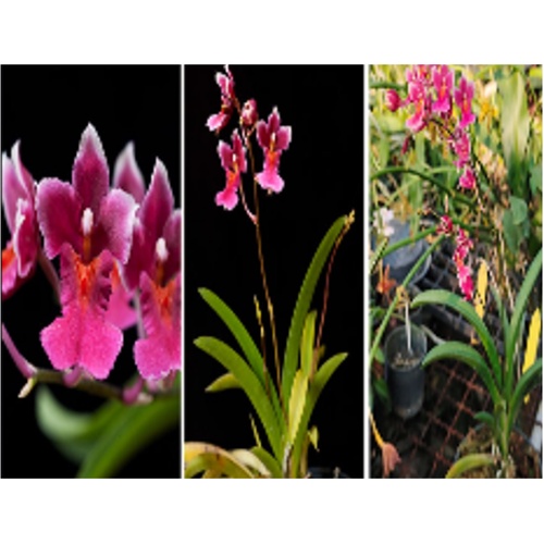 Rodrumnia Sakurada 'PK' (mericlone) Flask