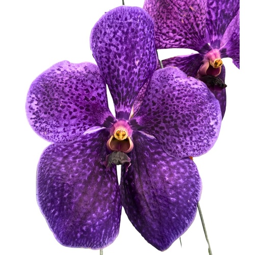 Vanda Robert's Delight 'Alexander'