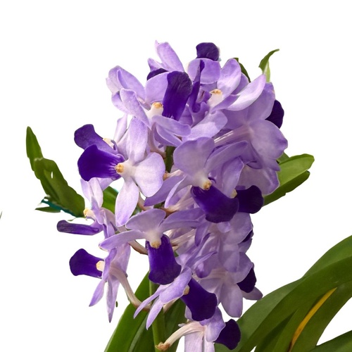 Vascostylis Janice Allison X Vascostylis thailand blue