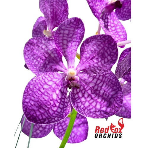 Vanda Orchid - Vanda Pakchong Pink