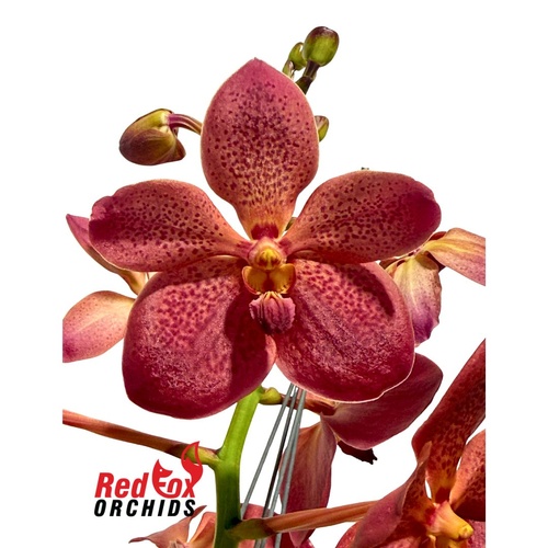 Vanda Orchid - Renantanda Cherry Rose