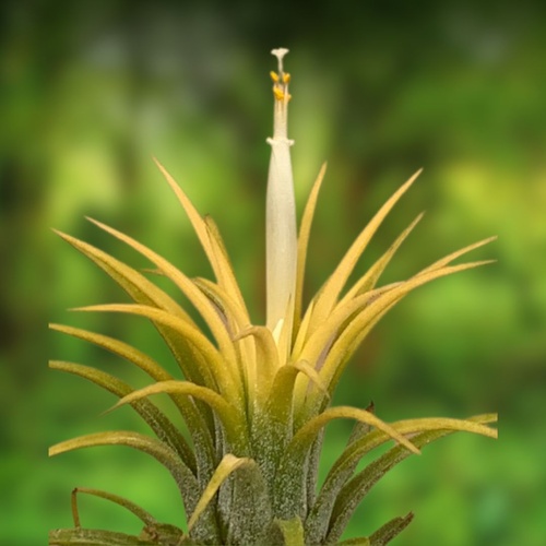 Tillandsia Ionantha 'Druid'