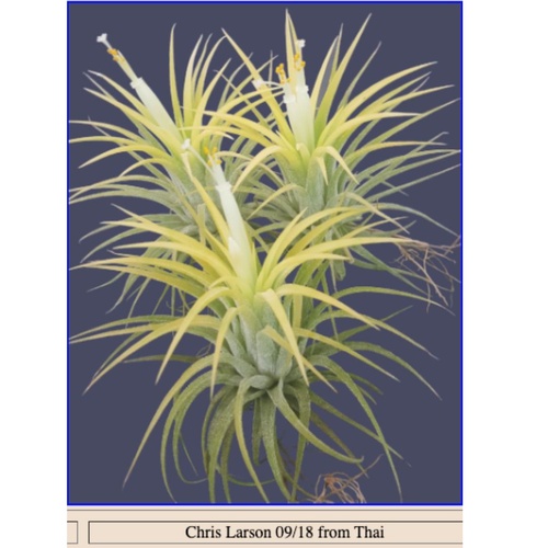 Tillandsia Ionantha 'Druid' Asian Form