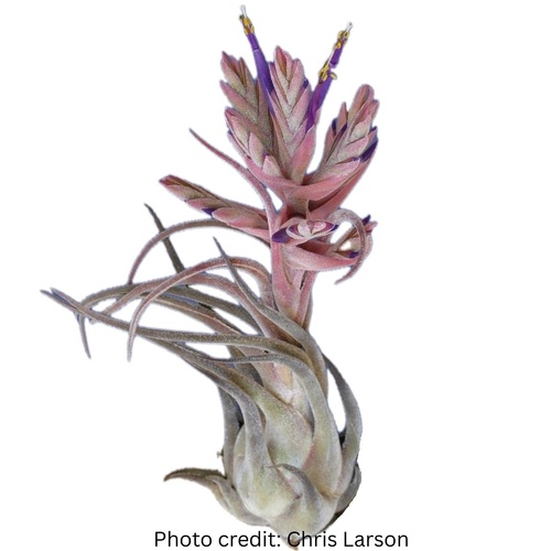Tillandsia seleriana