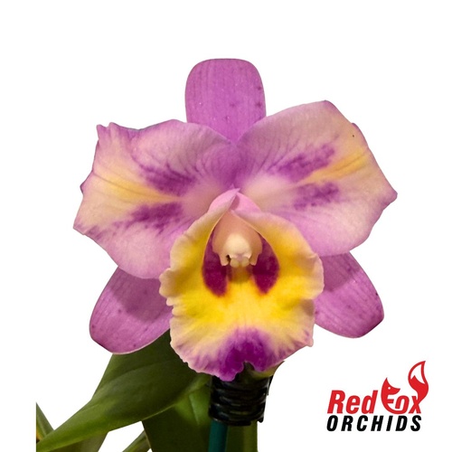 Cattleya Mem Jerome Schultz 'Bette' X C. Dald Good One 'Janelle'