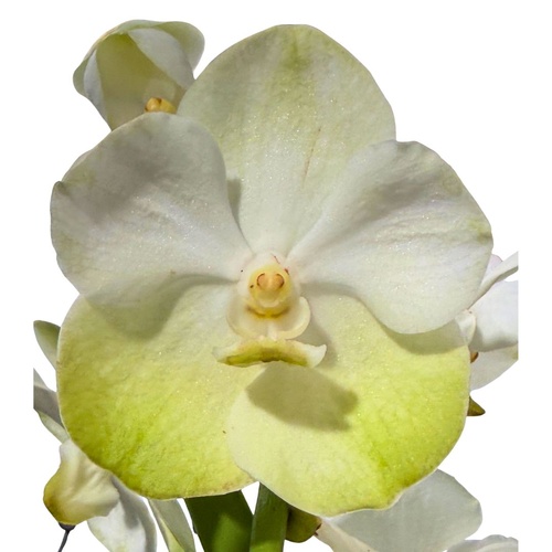 Vanda Charles Goodfellow X Vanda Darres Golden Heritage