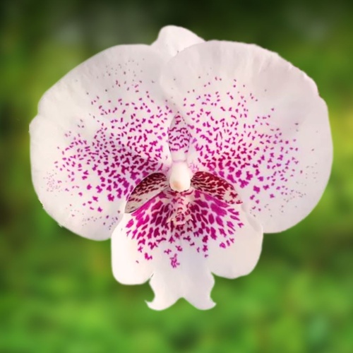 Phalaenopsis Allura ‘Genie’