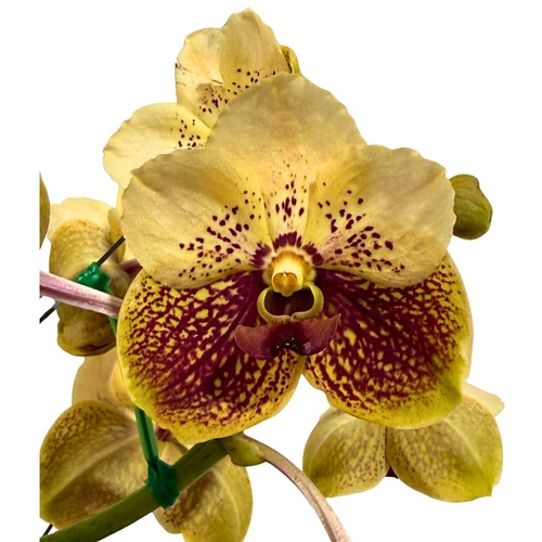 Ascocenda Kultana Brown X Vanda Alicia Ono