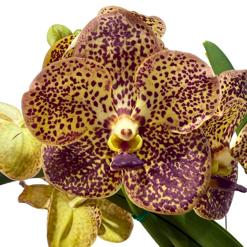 Ascocenda lenakamolphun X Vanda coerulea