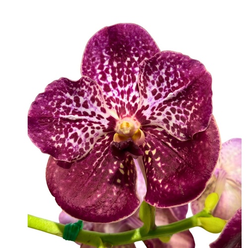 Vanda Roberts Delight 'Red'
