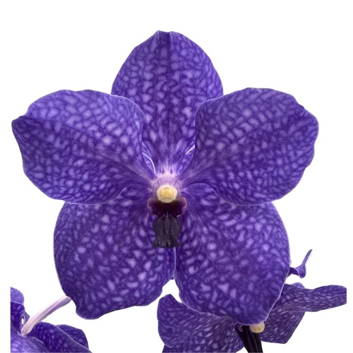 Ascocenda Kulwadee Fragrance