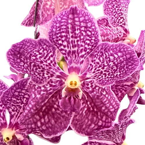 Vanda Chulee X (Vanda Gordon Dillon X Vanda Butterfly)
