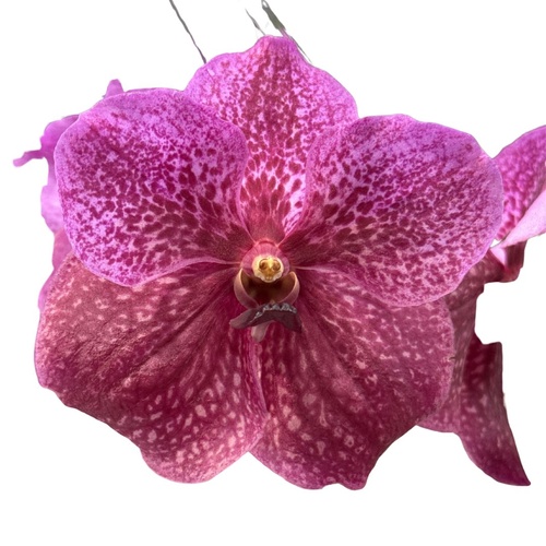 Vanda Kultana Pink x Vanda Kultana Fushia