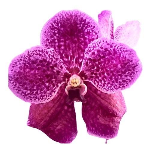 Vanda (pimpron X changrai) X Vanda Gordon Dillon