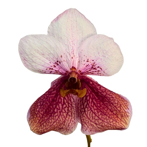 Ascocenda Kultana Brown X Vanda Alicia Ono