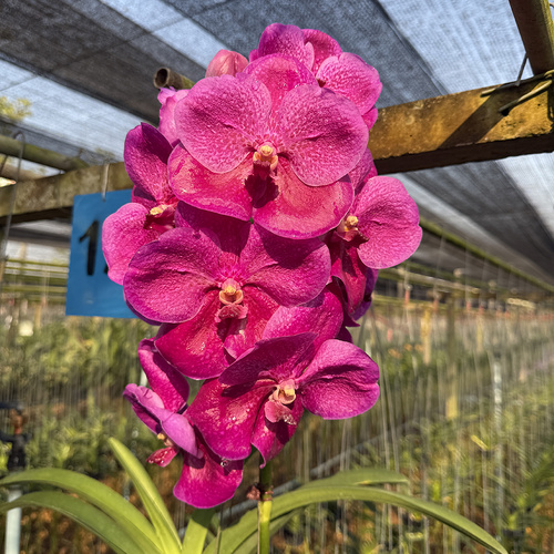 Vanda Arayangura