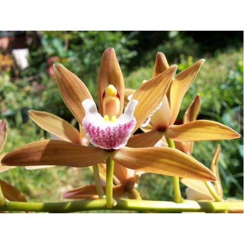 Cymbidium Bedivere 'Highbury'