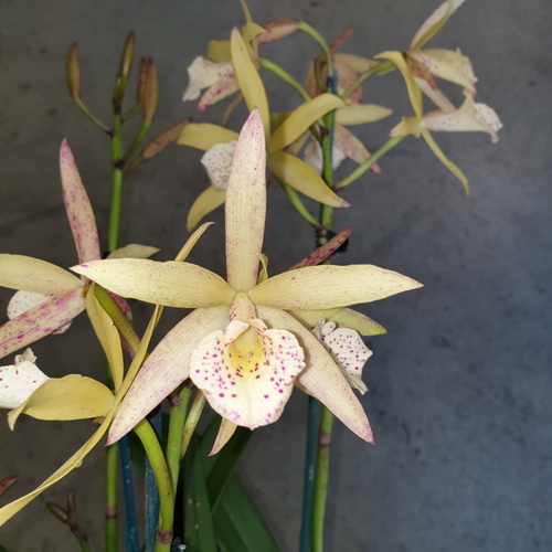 Brassocattleya Topaz Galaxy 'Interstellar'