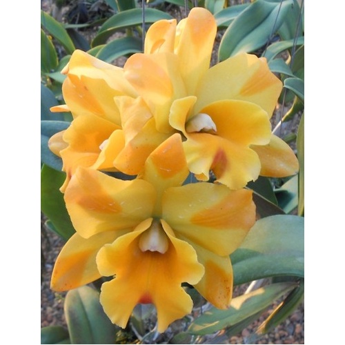 Rhyncattleanthe Nell Hammer