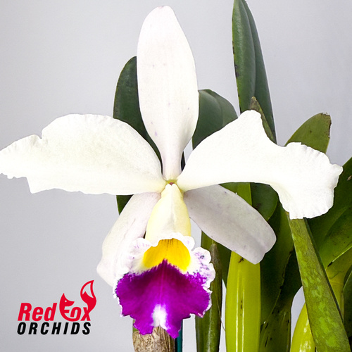 Brassolaeliocattleya Tainan Gold 'North Sword'