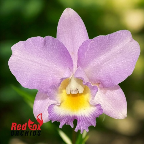 Rechingerara Mi Angel 'Topaz'