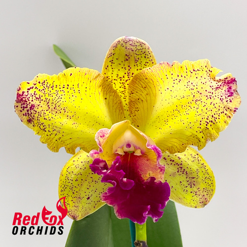 Brassolaeliocattleya Glenn Maidment 'Aranbeem' X Pot. Big Dream