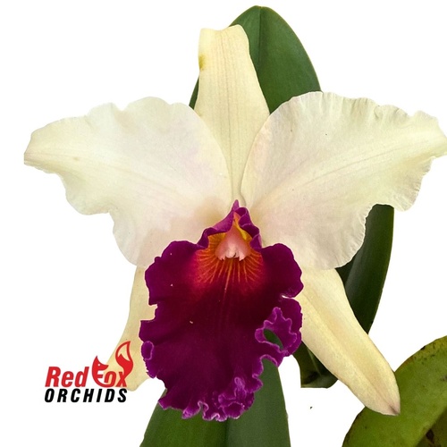 Brassolaeliocattleya Topaz Impact 'Mini Mildred' X Lc. Angel Heart 'Hihimanu'