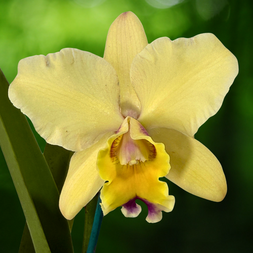 Brassolaeliocattleya Mismo 'Round Pink' X Brassolaeliocattleya Aussie Sunray T'nt 'Yellow'