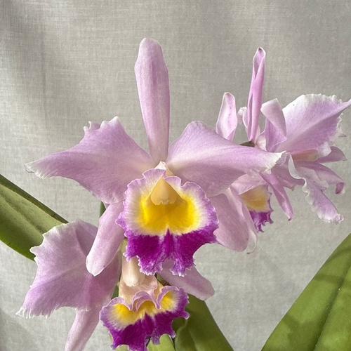 Cattleya purpurata var. carnea X Blc. Aussie Sunray T'nt 'Cream Yellow'