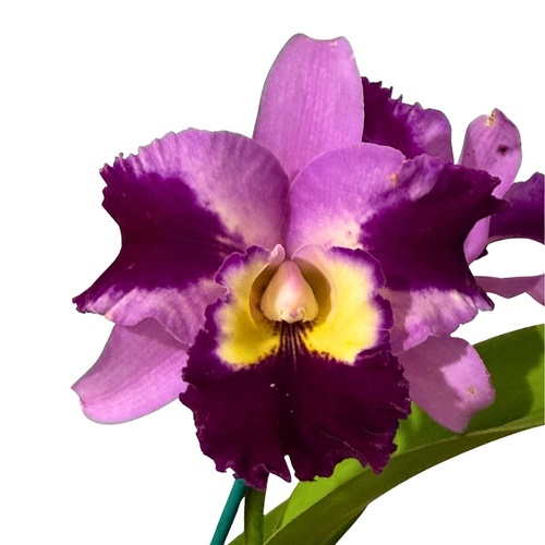 Brassolaeliocattleya Topaz Joy X Blc. George King 'Southern Cross'