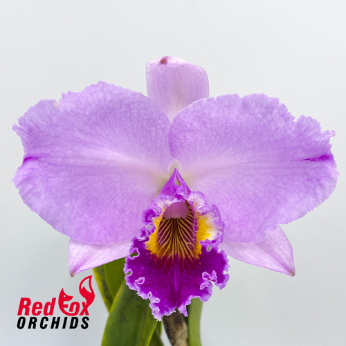 Brassolaeliocattleya Brunswick Blush