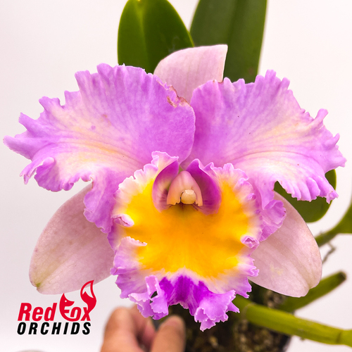 Brassolaeliocattleya Glenlee Delight X Lc. Tsutung Beauty