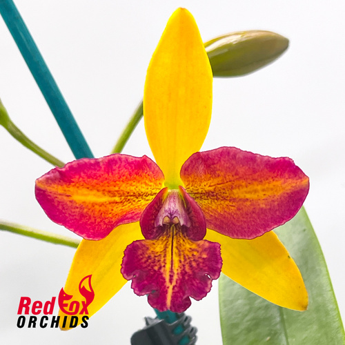 Potinara Little Magician X Blc. Topaz Love
