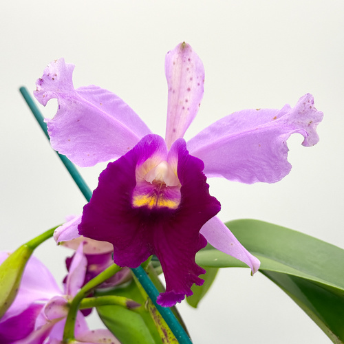 Cattleya purpurata semi alba Blue Purple X Lc. Memoria Robert Strait 'Islander Delight'